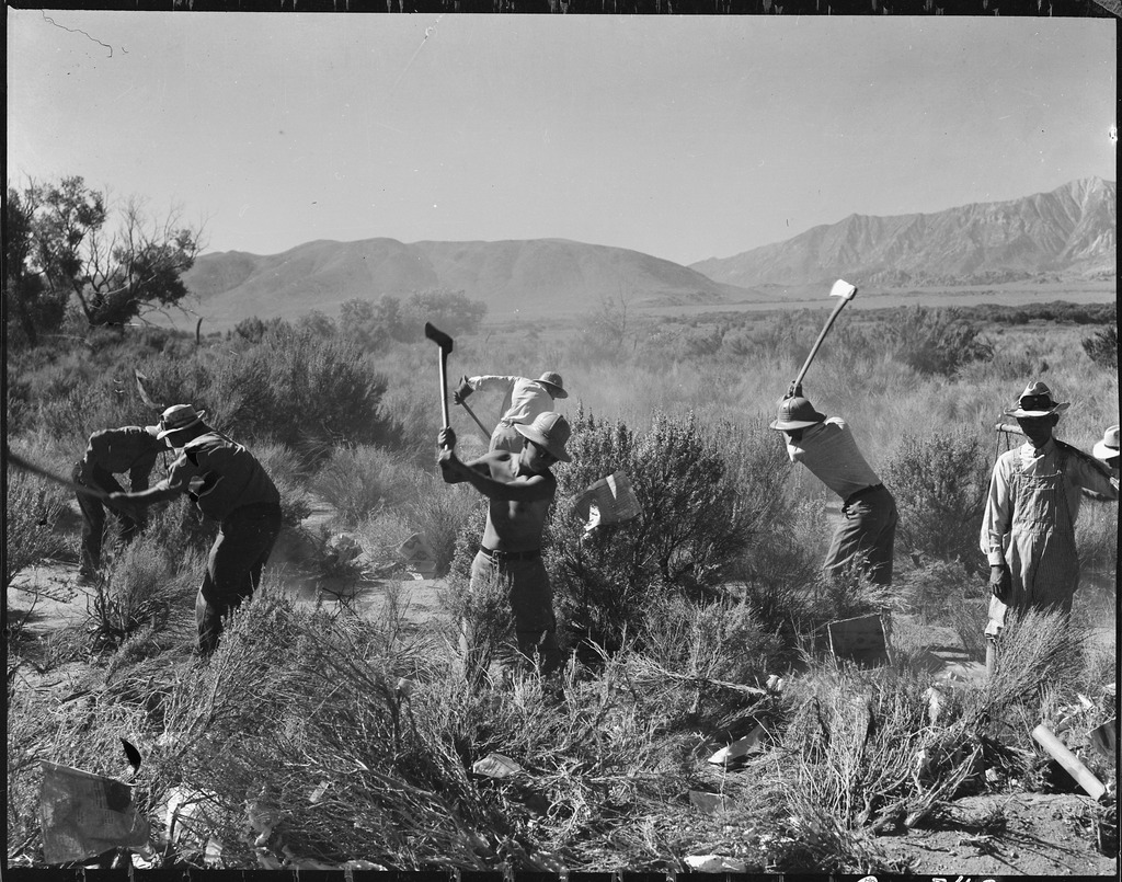 収容所周囲の荒地の開墾　（1942年、カリフォルニア州マンザナー）