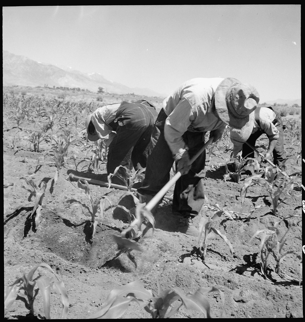 農作業に勤しむ収容者達　（1942年、カリフォルニア州マンザナー）