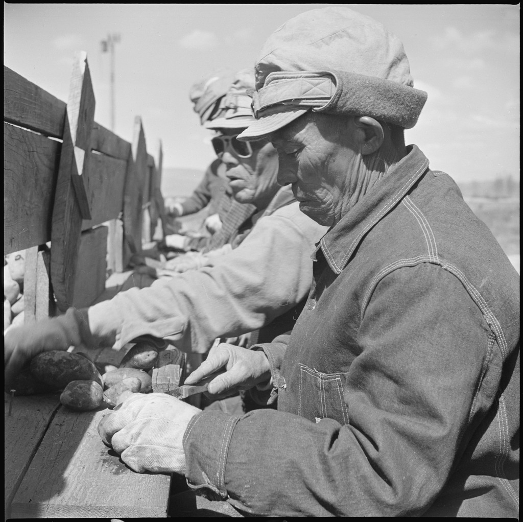 収容所で農作業をする日系人　（1943年,　カリフォルニア州ツールレイク）